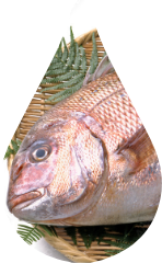 鯛