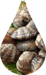 Manila clam