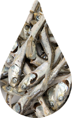 Died anchovies