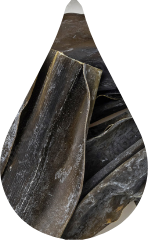 Laminaria Ochotensis (Species of kelp)