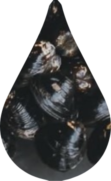 Freshwater clam
