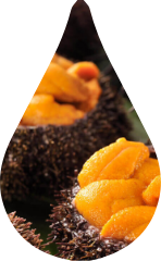 Sea Urchin