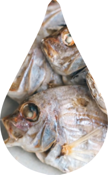鯛の煮干し